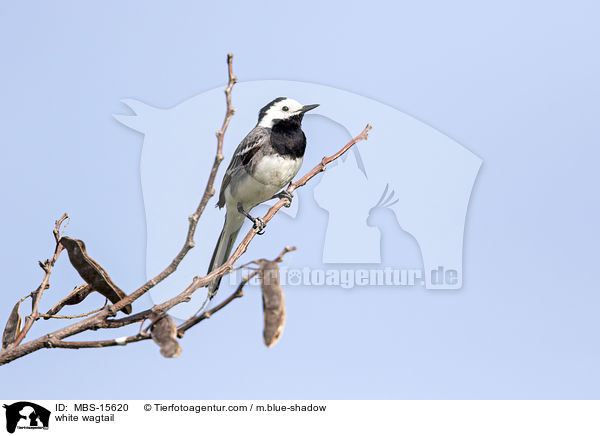 Bachstelze / white wagtail / MBS-15620