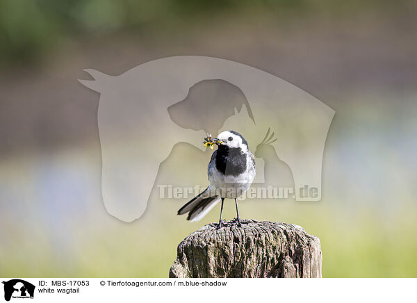 Bachstelze / white wagtail / MBS-17053