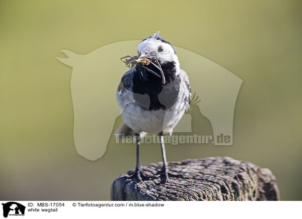 Bachstelze / white wagtail / MBS-17054
