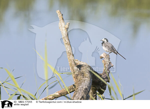 Bachstelze / white wagtail / MBS-17055