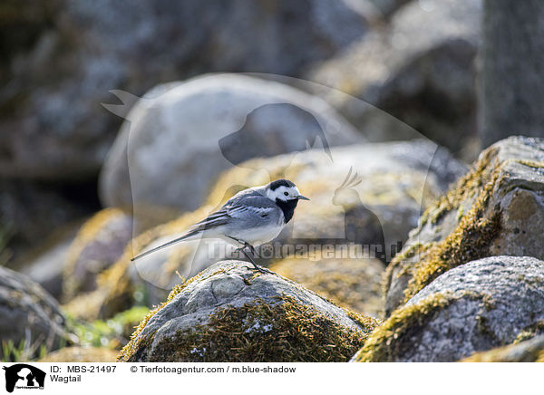Bachstelze / Wagtail / MBS-21497