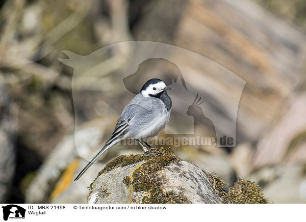Bachstelze / Wagtail / MBS-21498