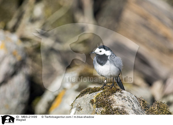 Bachstelze / Wagtail / MBS-21499