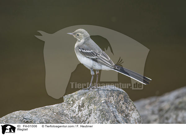 Bachstelze / Wagtail / FH-01006