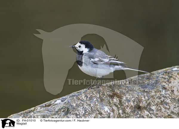 Bachstelze / Wagtail / FH-01010