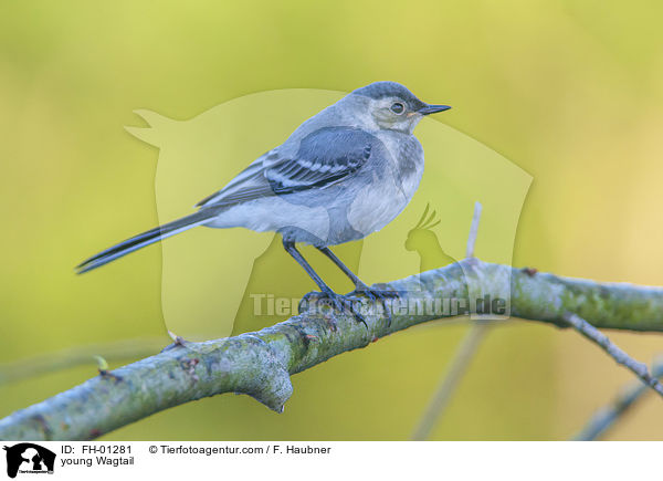 junge Bachstelze / young Wagtail / FH-01281