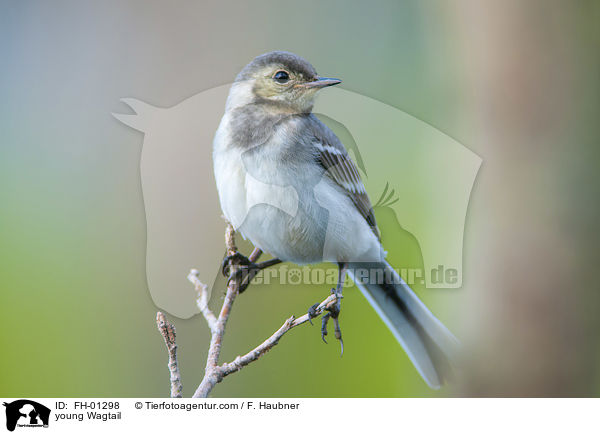 junge Bachstelze / young Wagtail / FH-01298