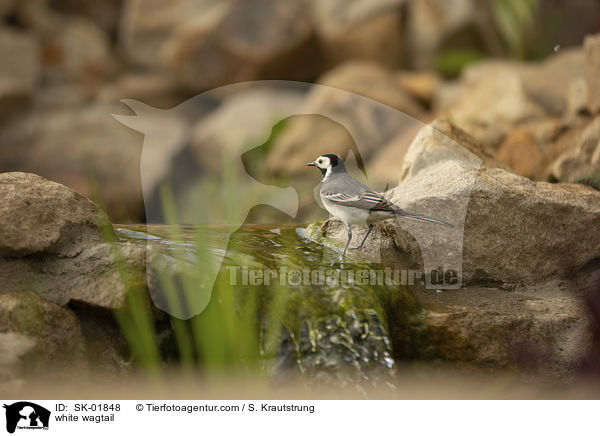 white wagtail / SK-01848