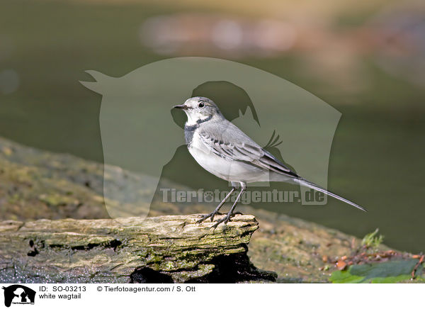 white wagtail / SO-03213