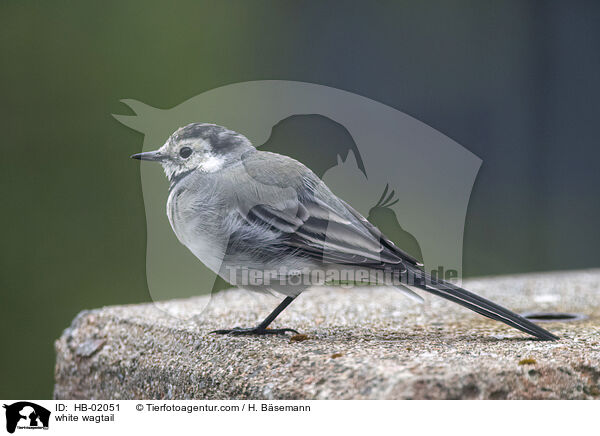 white wagtail / HB-02051