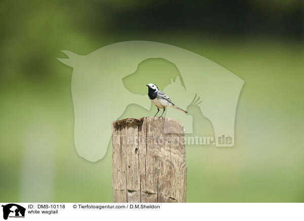 white wagtail / DMS-10118