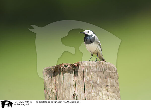 white wagtail / DMS-10119