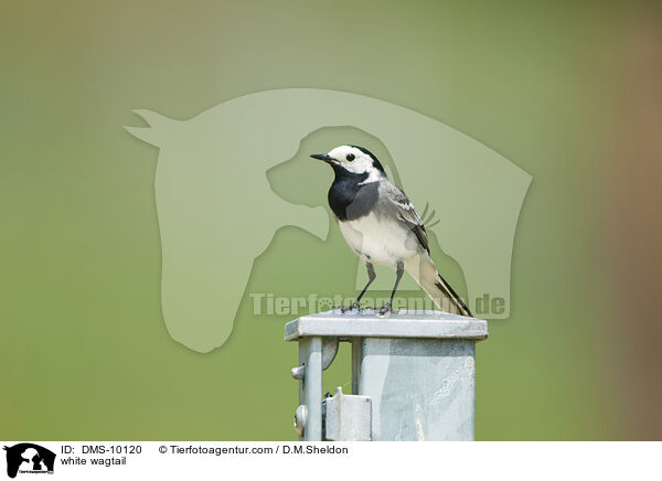 Bachstelze / white wagtail / DMS-10120