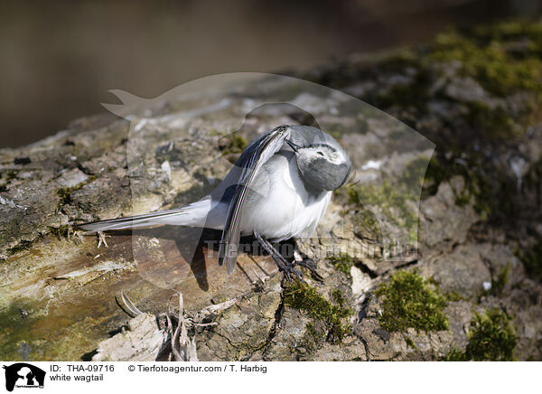 white wagtail / THA-09716