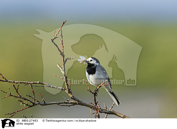 white wagtail / MBS-27483