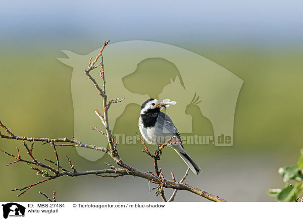 white wagtail / MBS-27484