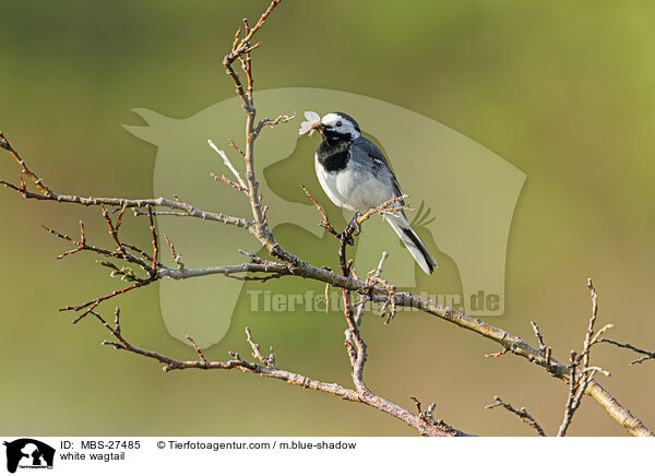 Bachstelze / white wagtail / MBS-27485