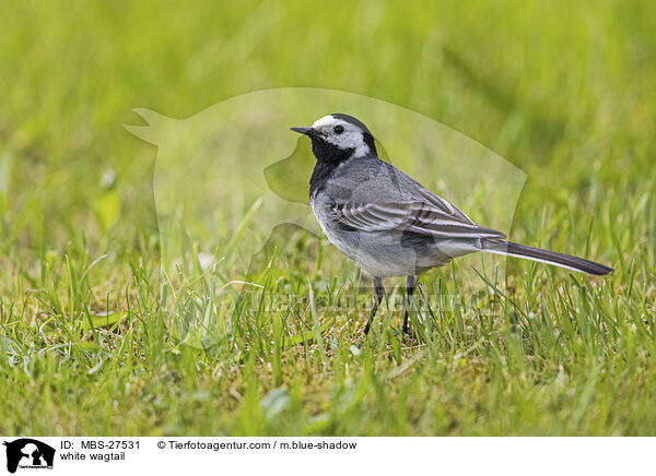 Bachstelze / white wagtail / MBS-27531