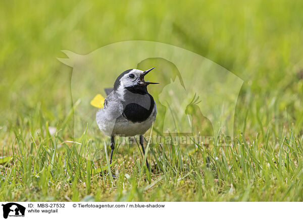 Bachstelze / white wagtail / MBS-27532