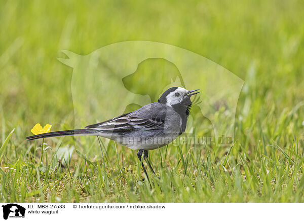 Bachstelze / white wagtail / MBS-27533