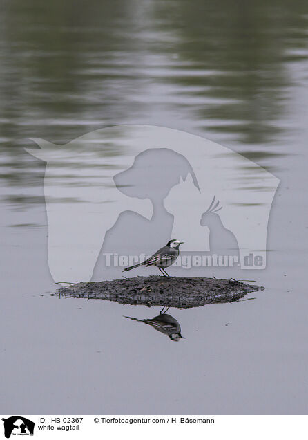 Bachstelze / white wagtail / HB-02367