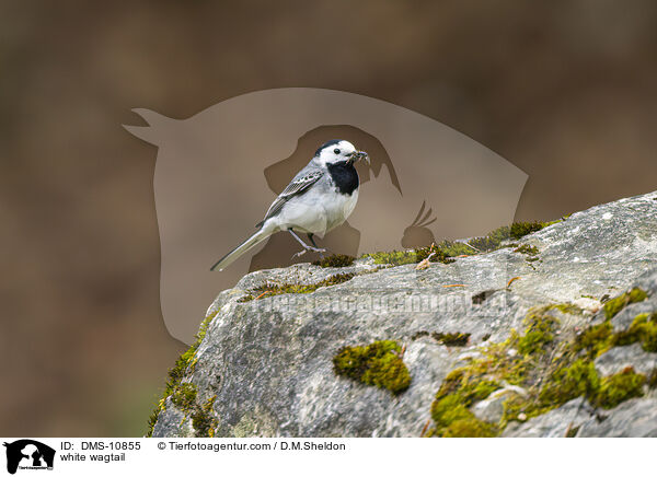 Bachstelze / white wagtail / DMS-10855