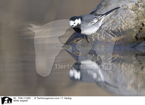 Bachstelze / white wagtail / THA-11066