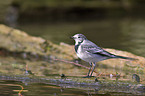 wagtail