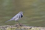 wagtail