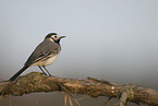 white wagtail