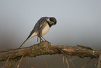 white wagtail