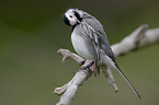 white wagtail