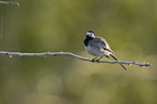 white wagtail