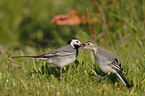 white wagtails