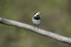 white wagtail