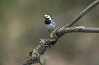 white wagtail