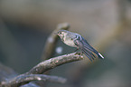 white wagtail