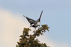 white wagtail