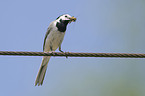 white wagtail