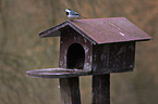 white wagtail