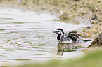 white wagtail