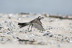 white wagtail