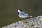 Wagtail