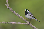 sitting Wagtail