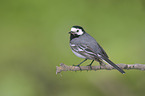 white wagtail