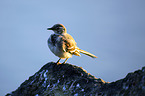 white wagtail