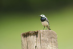 white wagtail