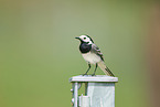 white wagtail