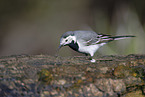 white wagtail