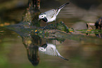 white wagtail